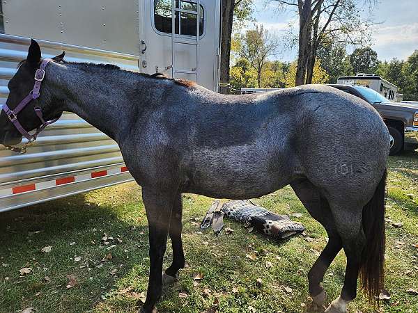 14-hand-blue-roan-horse