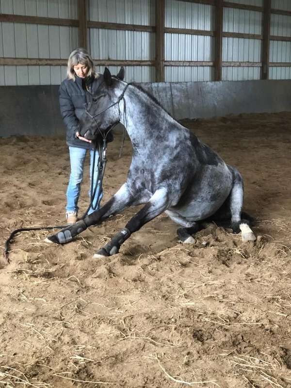 aqha-quarter-horse-mare