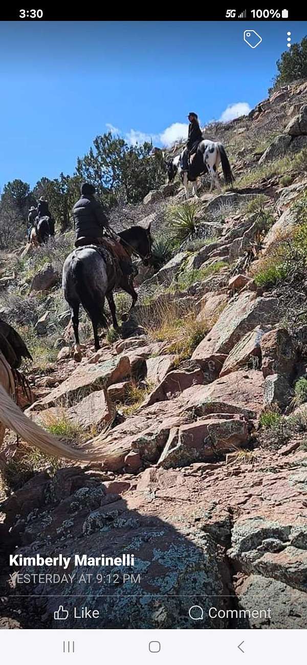 aqha-quarter-horse