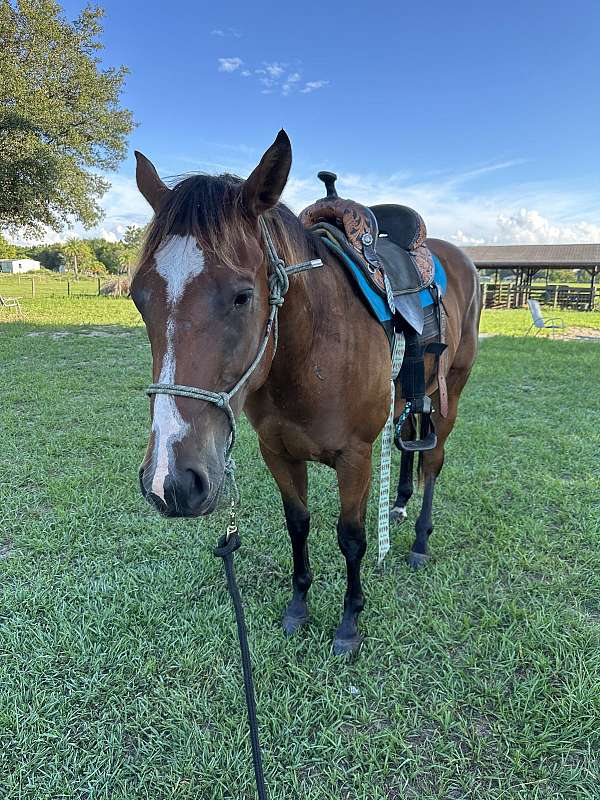 beginner-started-under-saddle-gelding