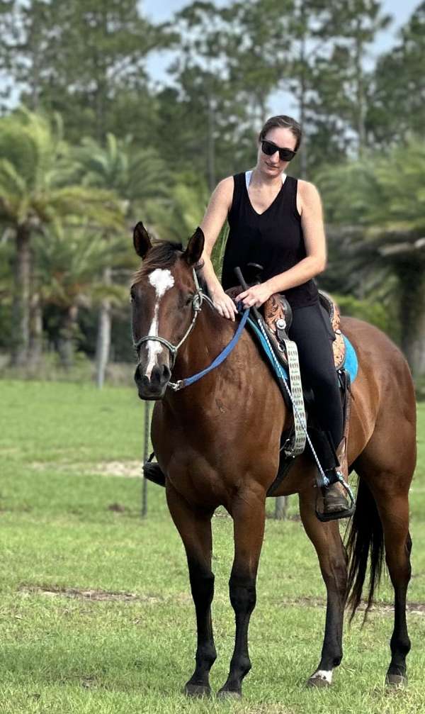 beginner-started-under-saddle-horse