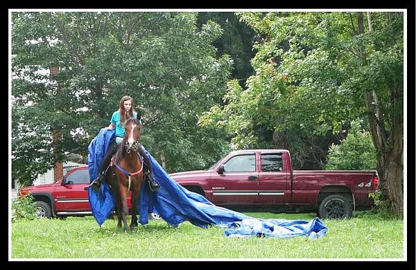 comfortable-gaits-arabian-horse