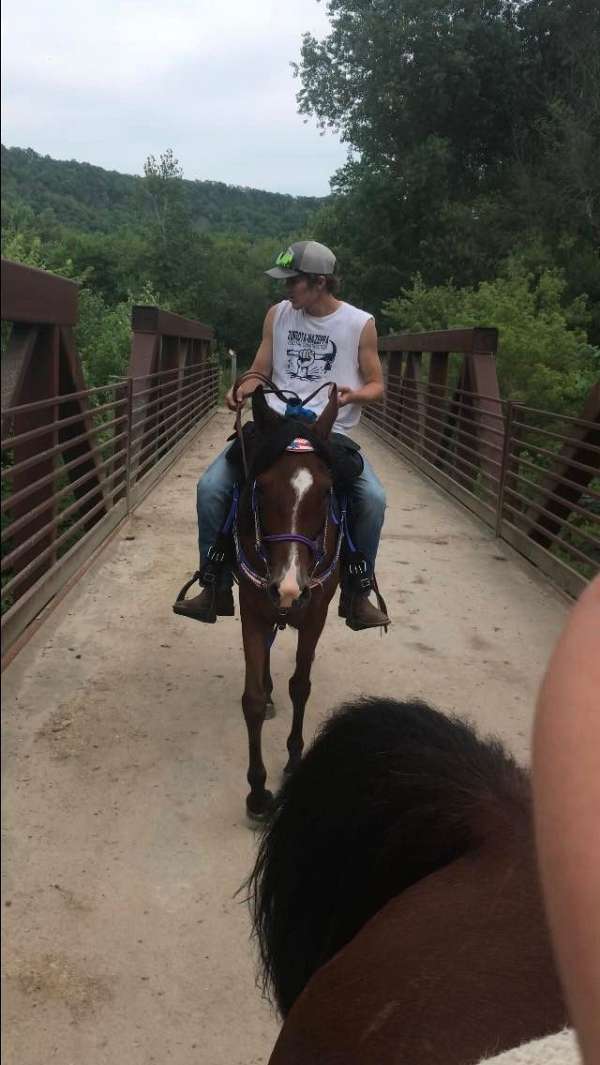 hauling-arabian-horse