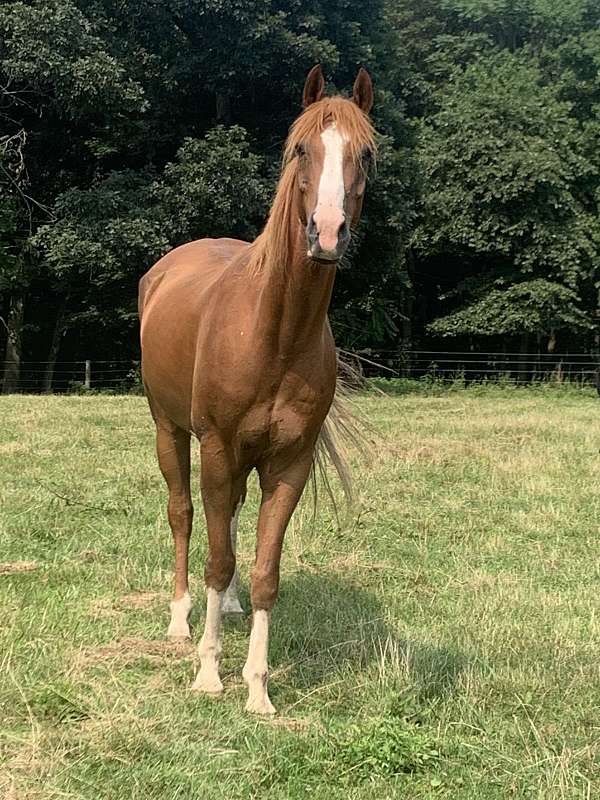 sorrel-arabian-saddlebred-gelding