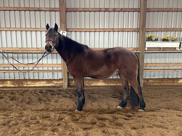 quarter-horse-gelding