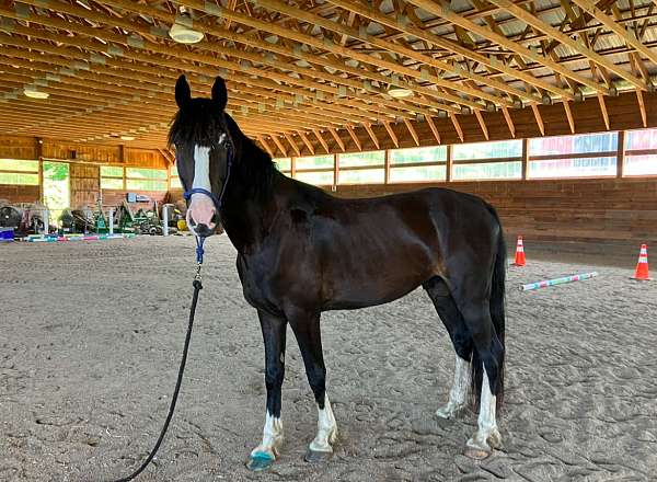 white-socks-strip-on-face-horse