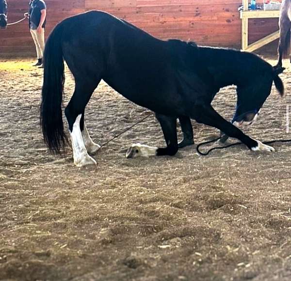 black-white-socks-strip-on-face-horse