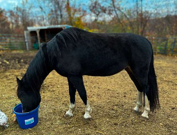 companion-horse-dutch-warmblood