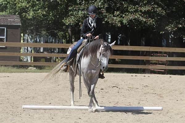 grey-mare-for-sale