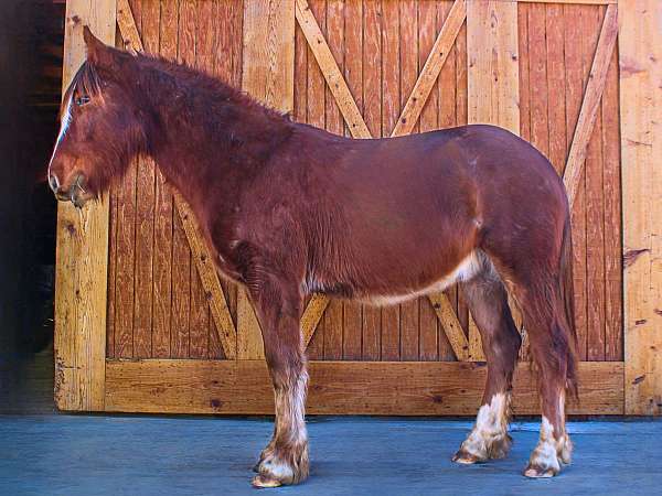 draft-gypsy-vanner-horse