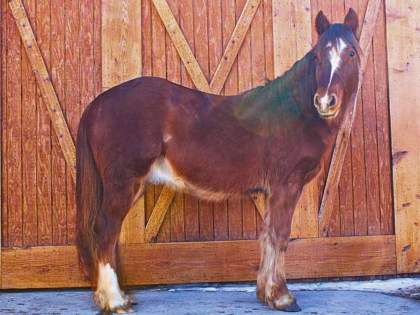 horsemanship-gypsy-vanner-horse