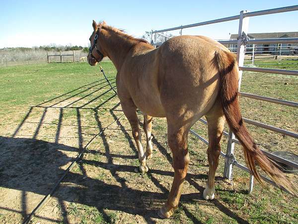 saved-gelding