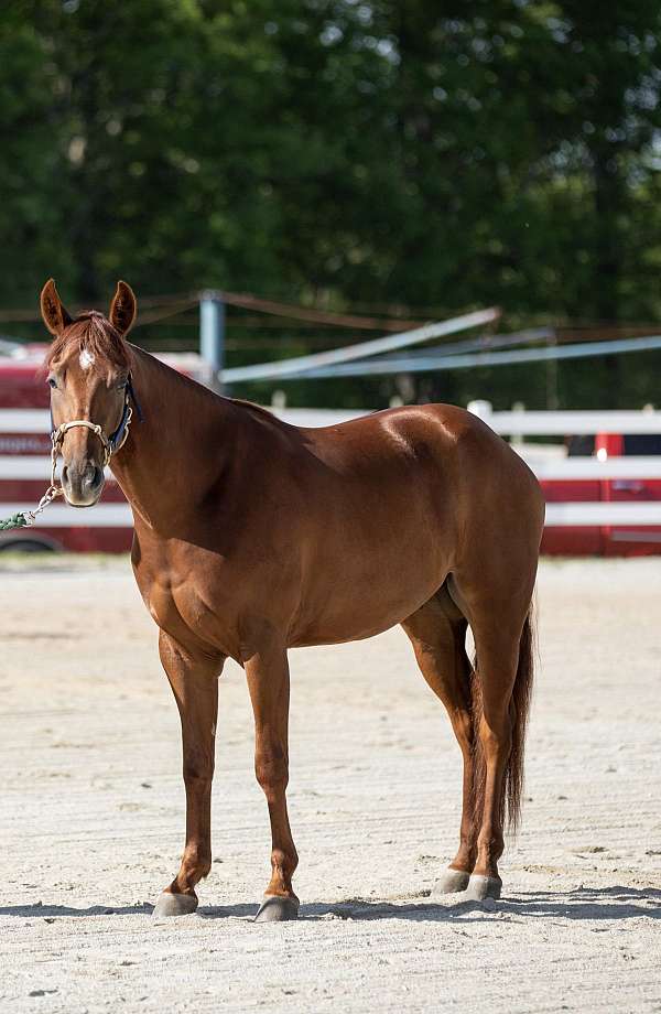 sorrel-quarter-horse-gelding