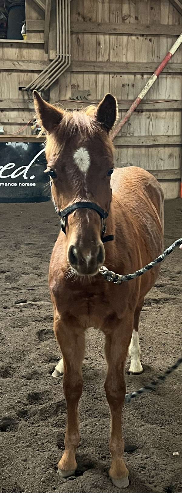 aqha-nrha-filly