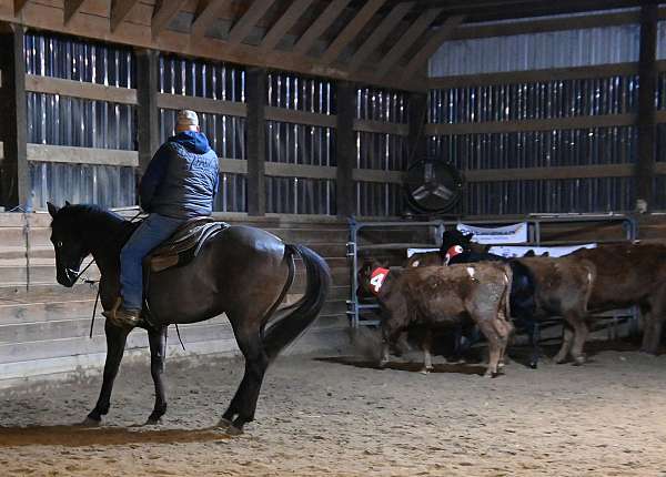 grulla-ranch-reining-horse