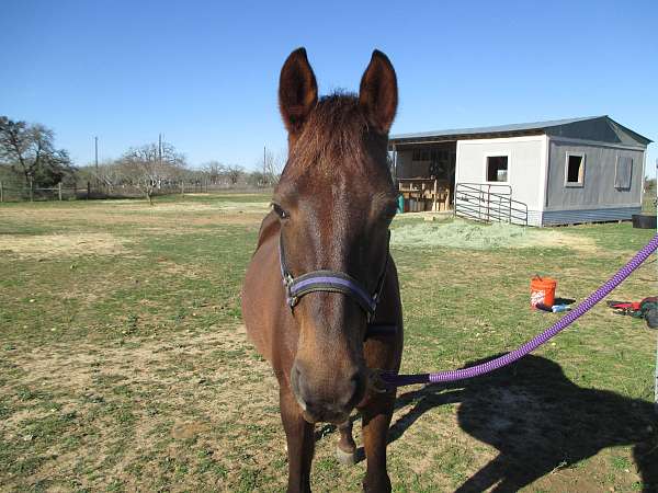 blanket-saddlebred-horse