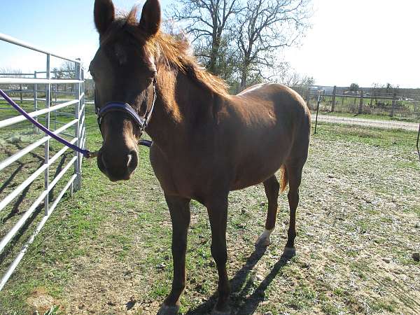 breeds-saddlebred-horse