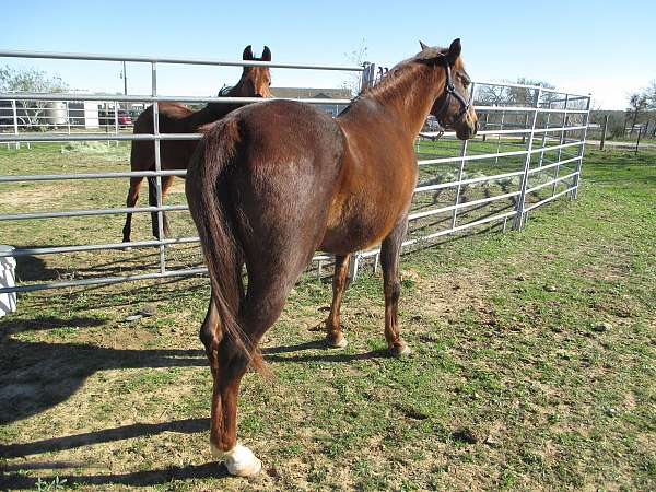 bridle-saddlebred-horse