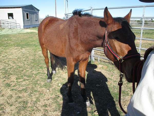 other-breeds-quarter-horse