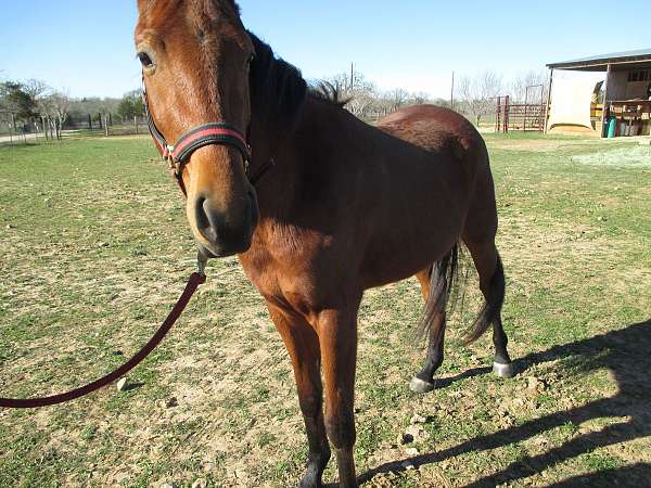 saddlebred-quarter-horse