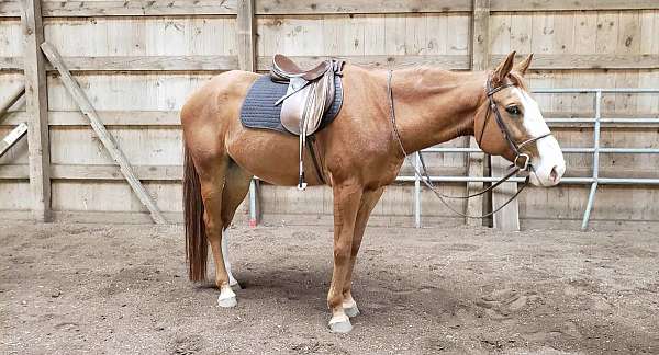 chestnut-fei-usea-gelding