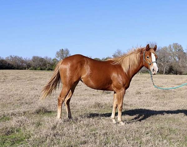 lunges-filly