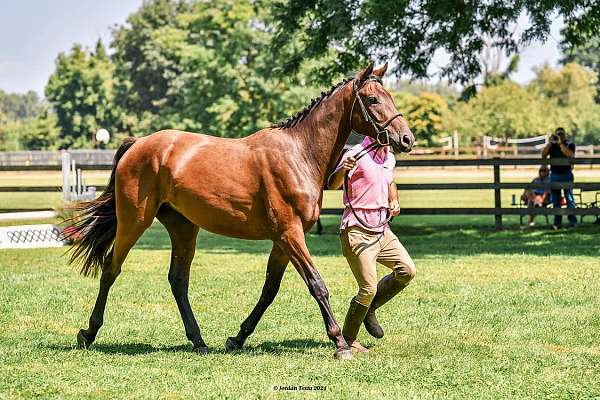 all-iberian-horse