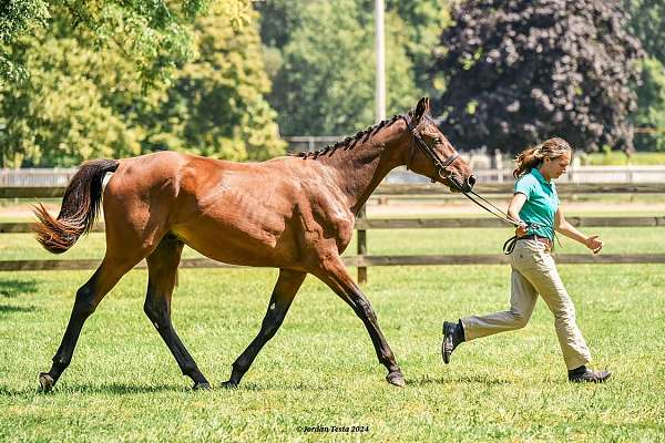 balanced-iberian-horse