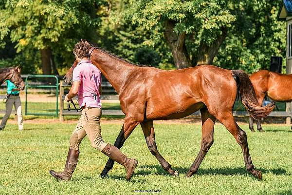 balanced-iberian-horse