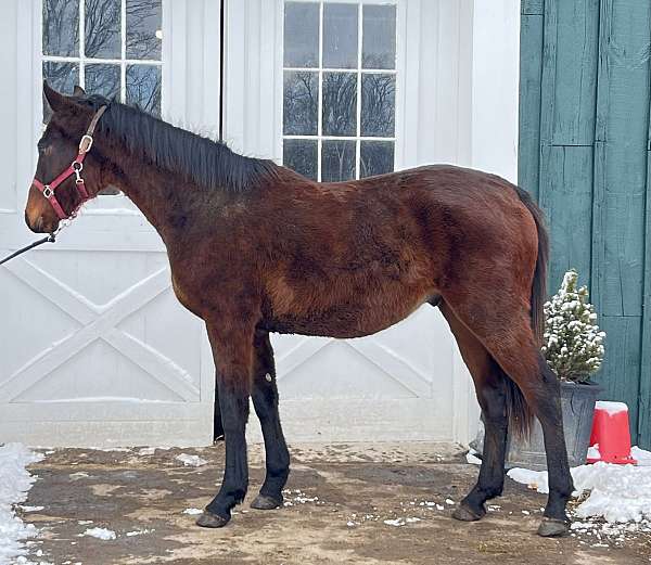 bone-iberian-horse