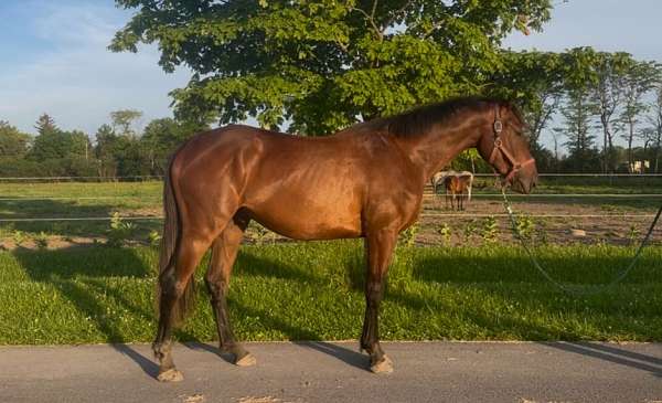 balanced-iberian-horse