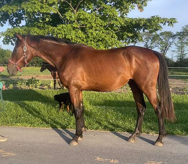 been-shown-iberian-horse