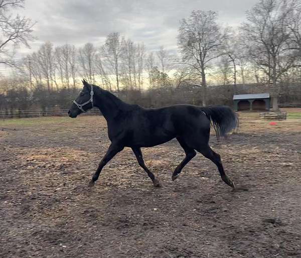 colored-thoroughbred-mare