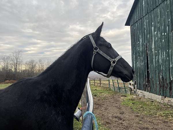 colored-thoroughbred-mare