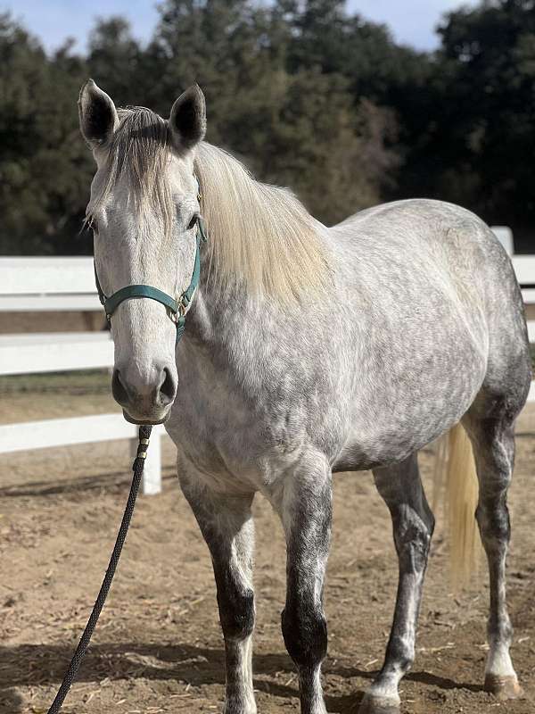 trail-lesson-family-pet-therapy-thoroughbred-horse