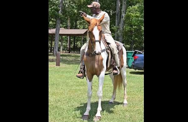 tennesseewalking-tennessee-walking-horse