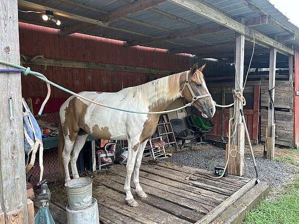 spottedwalkinghorse-tennessee-walking-horse