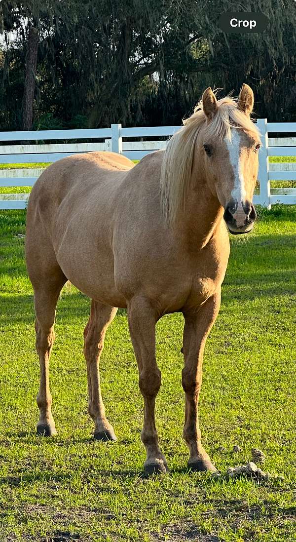 all-around-palomino-horse