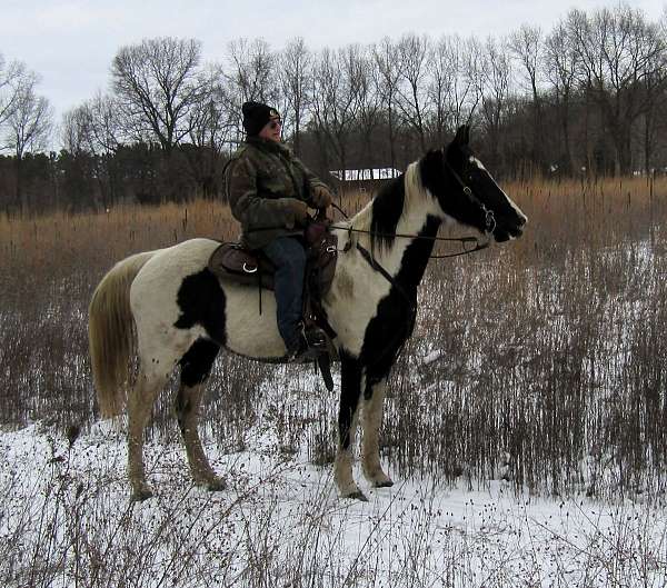 tobiano-horse