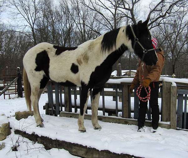 black-tobiano-horse