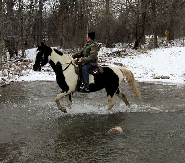 beginner-tennessee-walking-horse