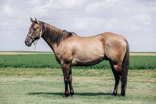 circles-quarter-horse