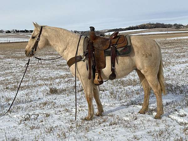 all-around-quarter-horse