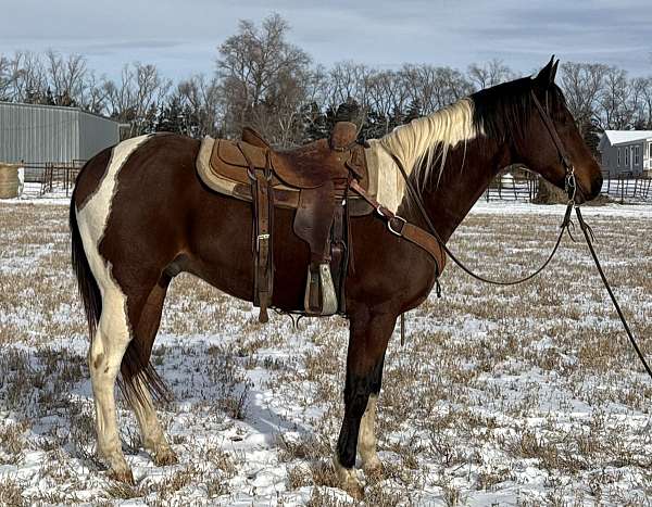 across-the-creek-paint-horse