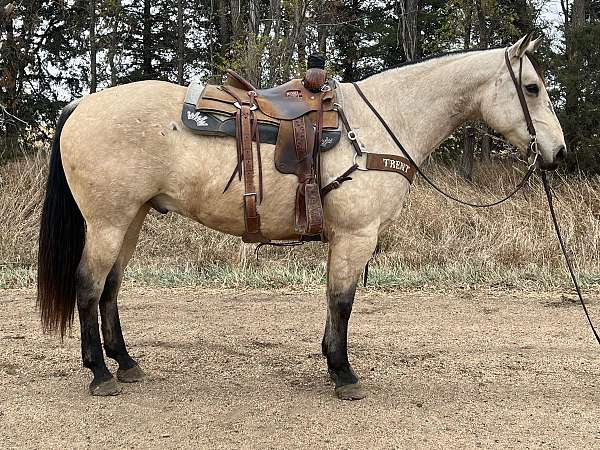 auction-quarter-horse