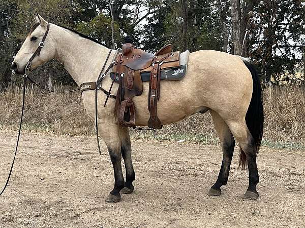 buckskin-quarter-horse