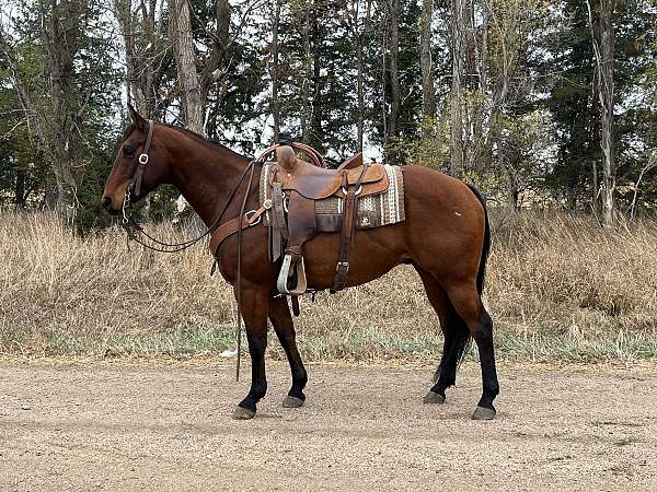 all-quarter-horse