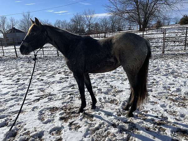 quarter-horse-for-sale