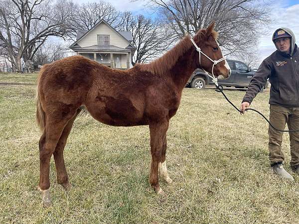 all-around-quarter-horse