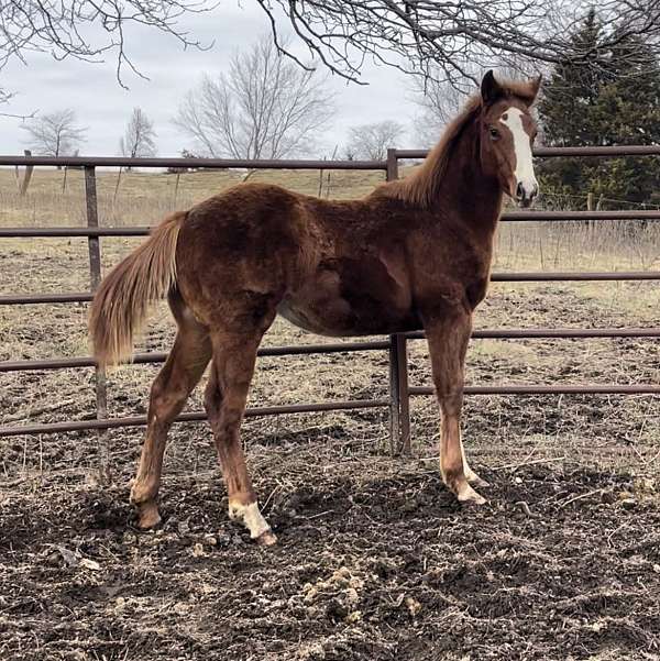 barrel-quarter-horse